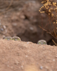 burrowing owlets