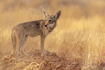 coyote pup