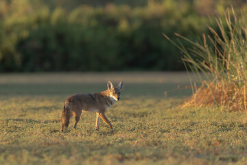 Coyote morning hours