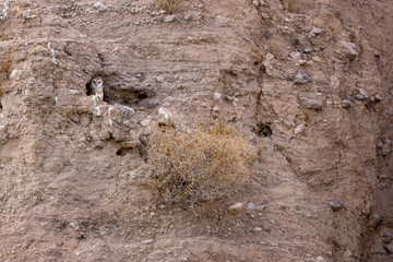 barn owl on the side of the mountain