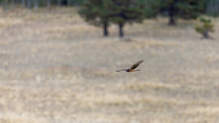 Harrier, birds of prey