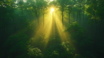 Sunrise rays through misty forest canopy