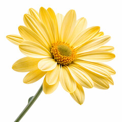 Obraz premium Bright Yellow Daisy Flower: Stock Photo & Images