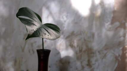 Red elegance vase with tropical leaf monstera, white beige background wall with casting shadows. Copy space. Minimal modern interior decoration concept. wabi sabi style aesthetics