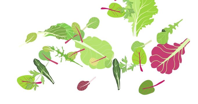 Flying from above salad leaves becomes pile. Animation set green red raw leaves on white. Arugula, spinach, lettuce leaf, watercress. Organic ingredients for cooking healthy food. 4K video graphic