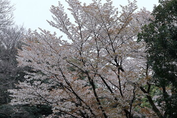 春爛漫満開