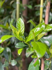 green leaves in the garden