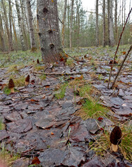 Morchella is a delicacy mushroom. It grows in the forest in spring. The mushroom is brown.