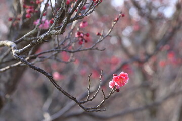 初春の梅
