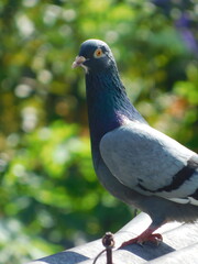 close up of a pigeon