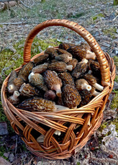 Morchella is a delicacy mushroom. It grows in the forest in spring. The mushroom is brown.
