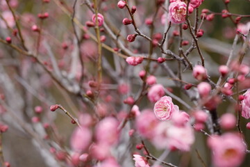 初春の梅