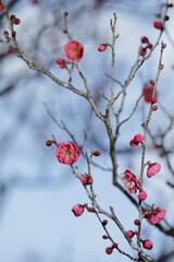 初春の梅