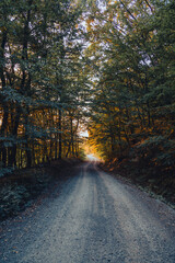 Serene Forest Path at Sunset