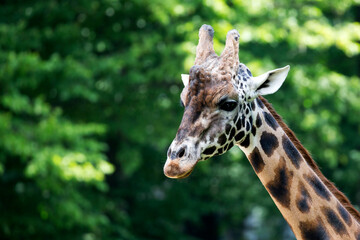 Giraffe in the wild a portrait
