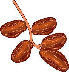 Dates Fruit Illustration
