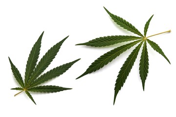 Beautiful green cannabis leaf isolated on white background