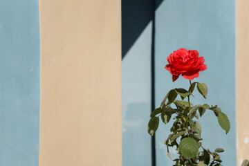 orange rose over wal background