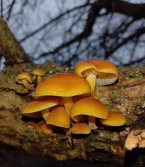 Flammulina winter edible mushrooms known as Enokitake, Golden Needle or winter mushrooms - Flammulina velutipes
