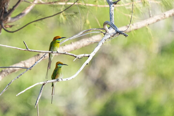 A small bird perches on a branch in Kaeng Krachan National Park, Prachuap Khiri Khan Province,...