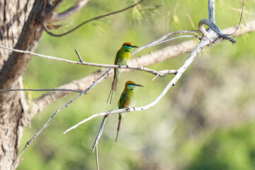 A small bird perches on a branch in Kaeng Krachan National Park, Prachuap Khiri Khan Province, Thailand.