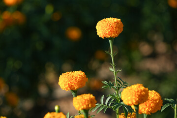Many yellow flowers in Kaeng Krachan National Park, Prachuap Khiri Khan Province, Thailand.
