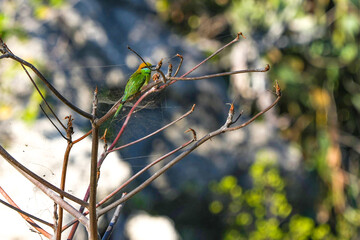 A small bird perches on a branch in Kaeng Krachan National Park, Prachuap Khiri Khan Province,...