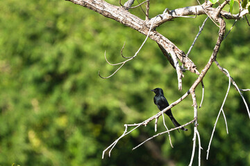 Black-throated stork perched on a branch in Kaeng Krachan National Park, Prachuap Khiri Khan...