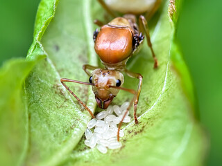 Queen weaver ants and their eggs, weaver ants (Oecophylla smaragdina), ants lay eggs on the leaves