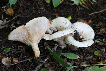 Leucopaxillus giganteus, commonly known as the giant leucopax, the giant clitocybe or the giant funnel, wild mushroom from Finland
