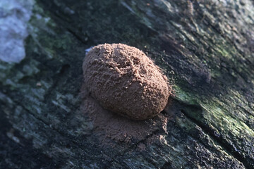 Reticularia jurana, also called Reticularia splendens var. jurana, slime mold from Finland, no...