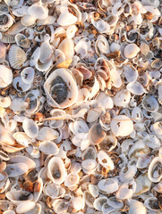 Many small shells on the sandy beach at Sam Phraya, Thailand for background.