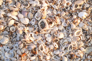 Many small shells on the sandy beach at Sam Phraya, Thailand for background.