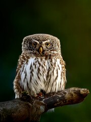 Blinzelnder Sperlingskauz