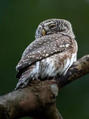 Sperlingskauz im Wald