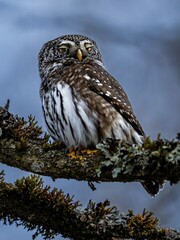 Sperlingskauz döst im Wald