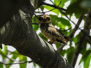 Close-up of a speckled owl perched on a tree branch. 