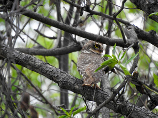 Close-up of a speckled owl perched on a tree branch. 