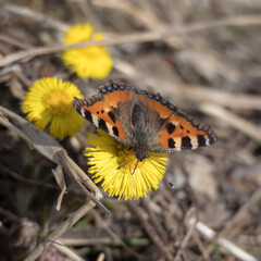bright butterfly on flowers