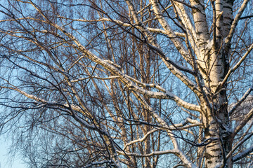 birch branches under snow