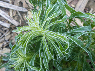 green plants in frost on a cold autumn