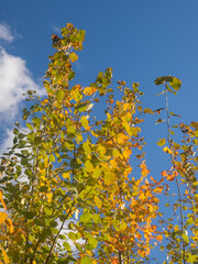 aspen branches in autumn