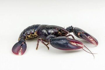 A large dark purple speckled crayfish on white background