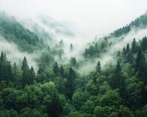 Misty Green Forest Landscape Lush Vegetation Shrouded in Fog
