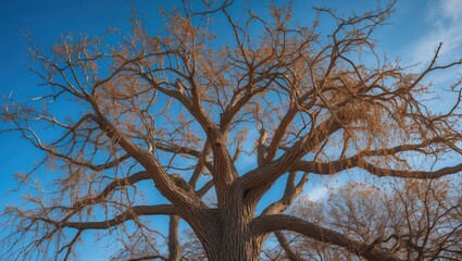 Obraz premium Leafless tree branches against a clear blue sky in winter demonstrating natural beauty and seasonal change.