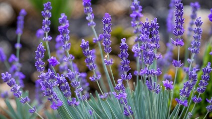 Naklejka premium Lavender flowers in full bloom with vibrant purple petals and green foliage in a garden setting captured in daylight hours.
