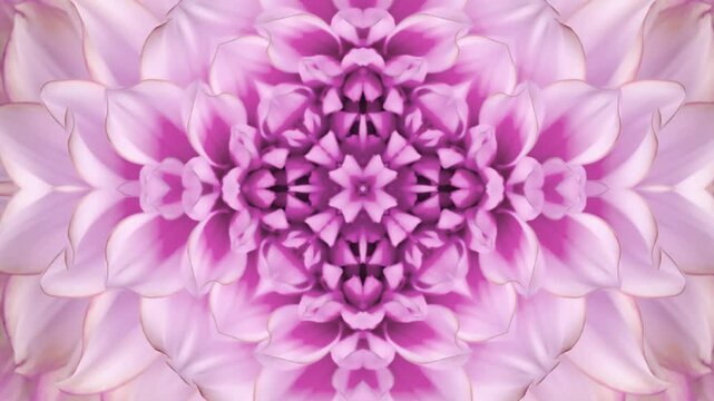 pink dahlia flower in kaleidoscope pattern