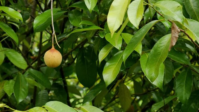 Nutmeg Plantation with fruits hanging on the branches and dry brown leaves swaying in the wind. Nutmeg is commonly used for medicinal purposes, cooking and food.