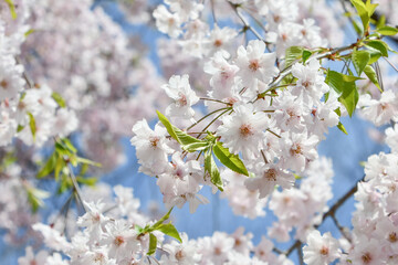 京都 北山 なからぎの道のベニシダレ桜	
