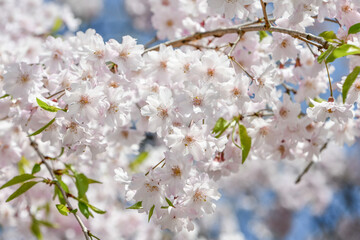 京都 北山 なからぎの道のベニシダレ桜	
